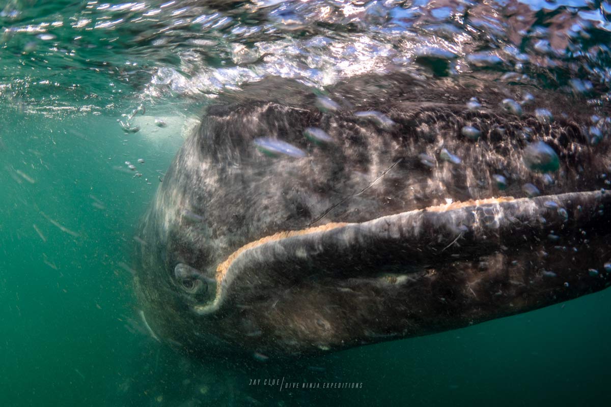 whale watching cabo san lucas
